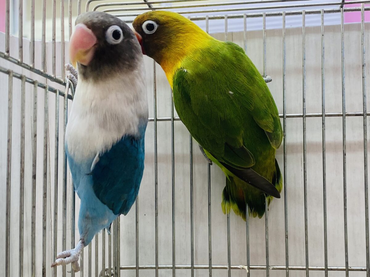 ボタンインコ
