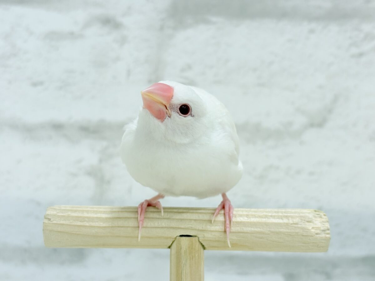 アルビノ文鳥