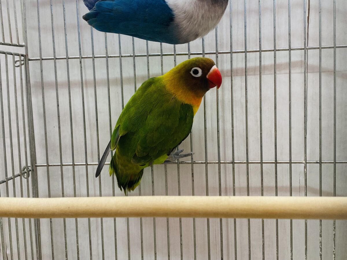 ボタンインコ