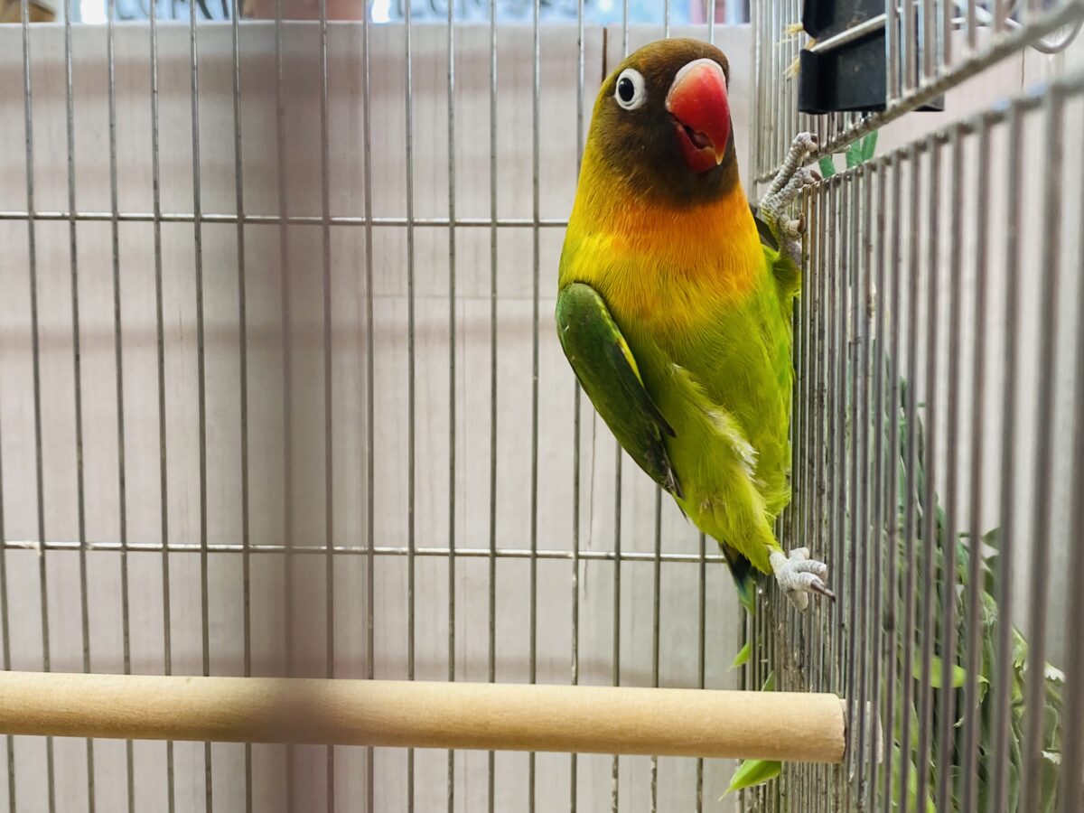 ボタンインコ