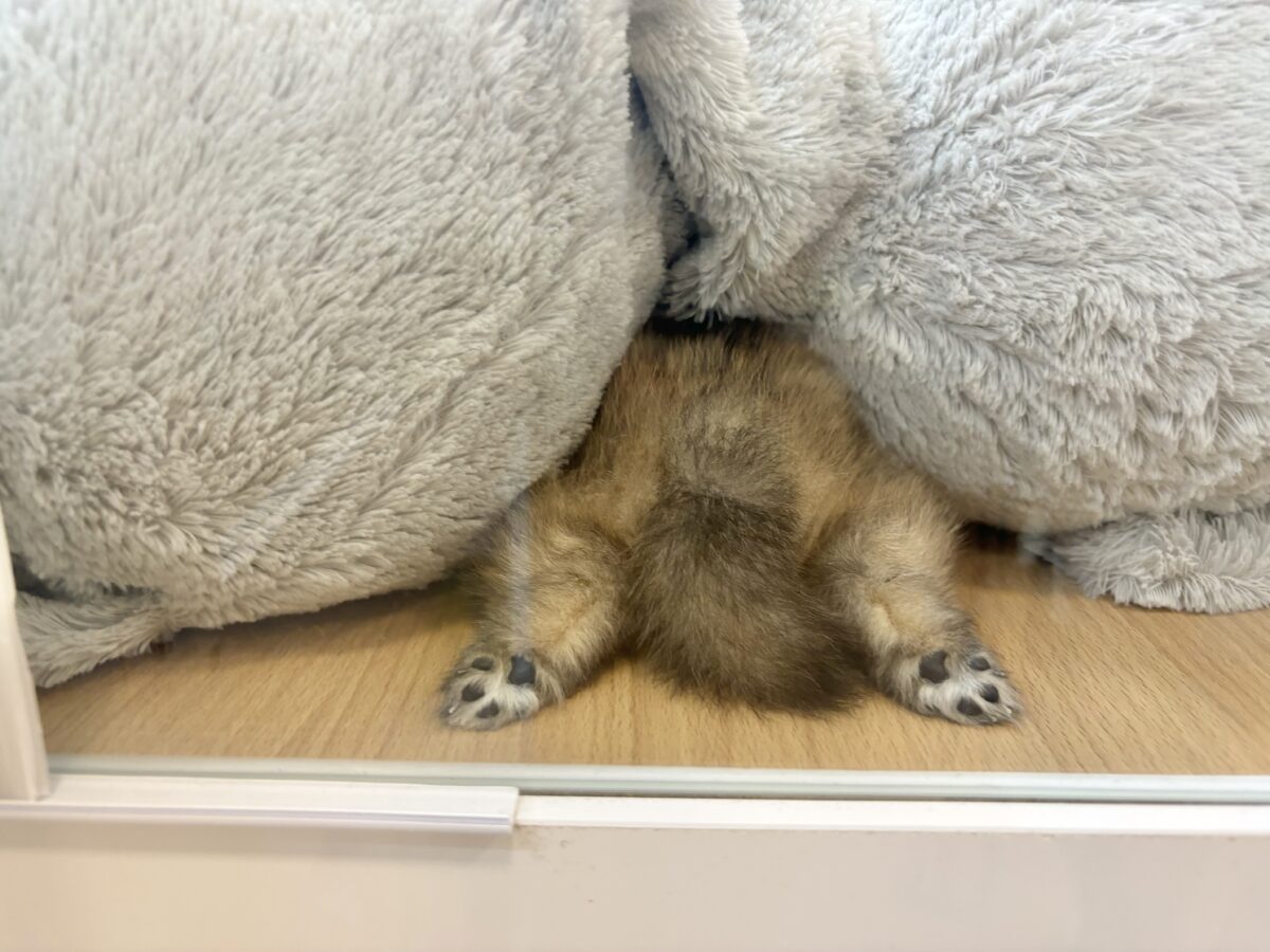 ポメラニアン