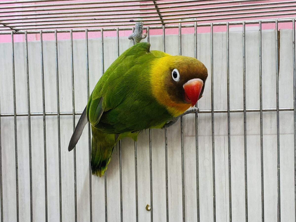 ボタンインコ