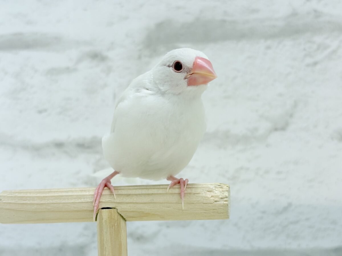 アルビノ文鳥