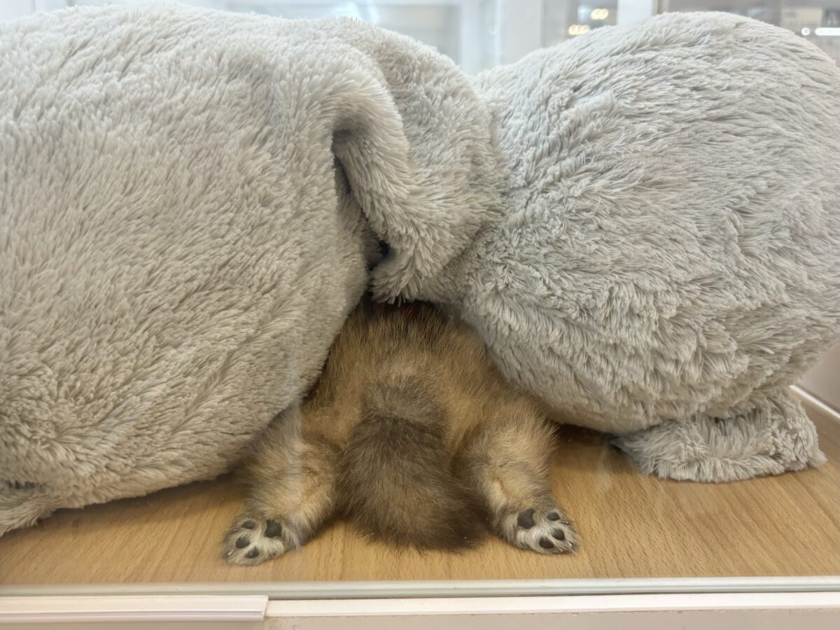 ポメラニアン