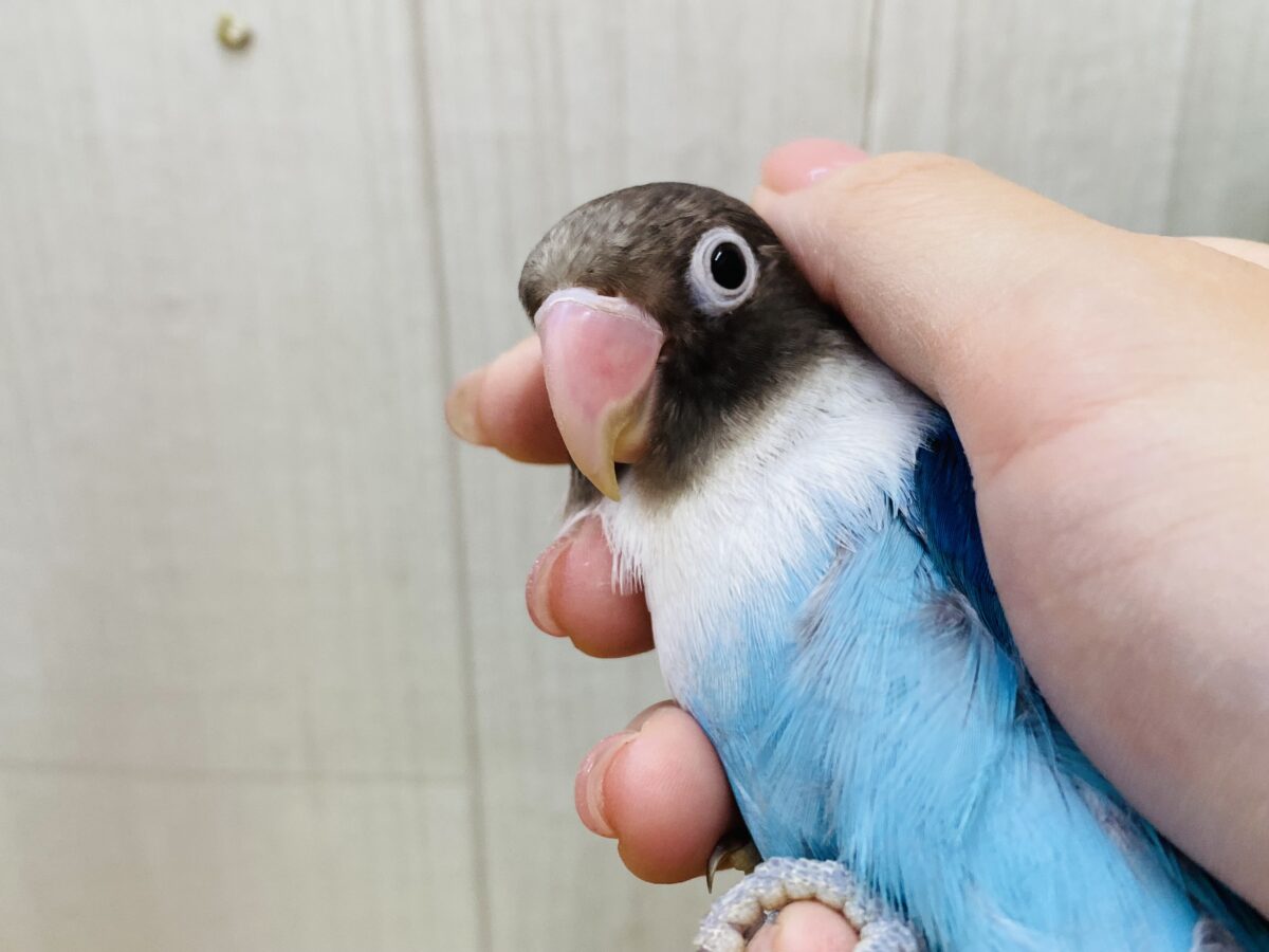 ボタンインコ