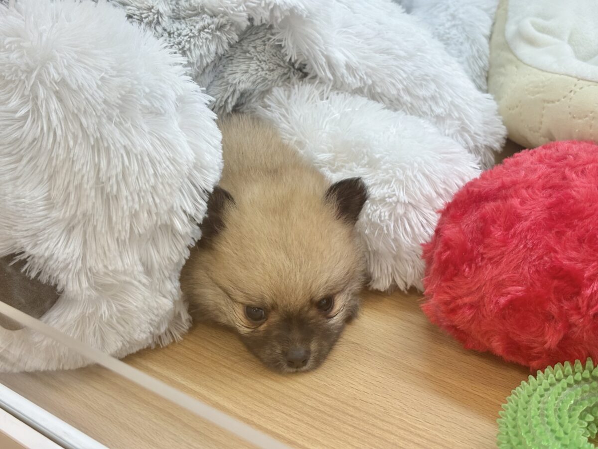 ポメラニアン