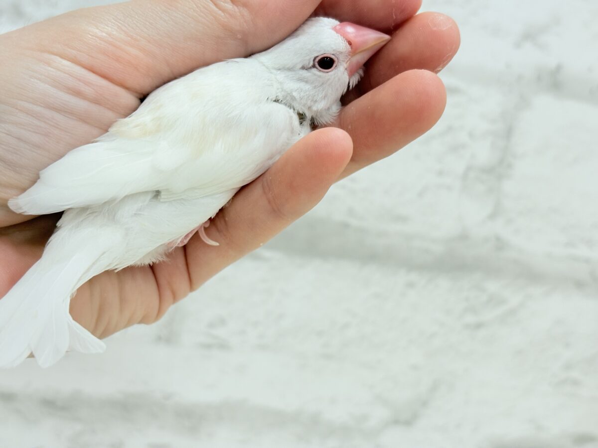 アルビノ文鳥