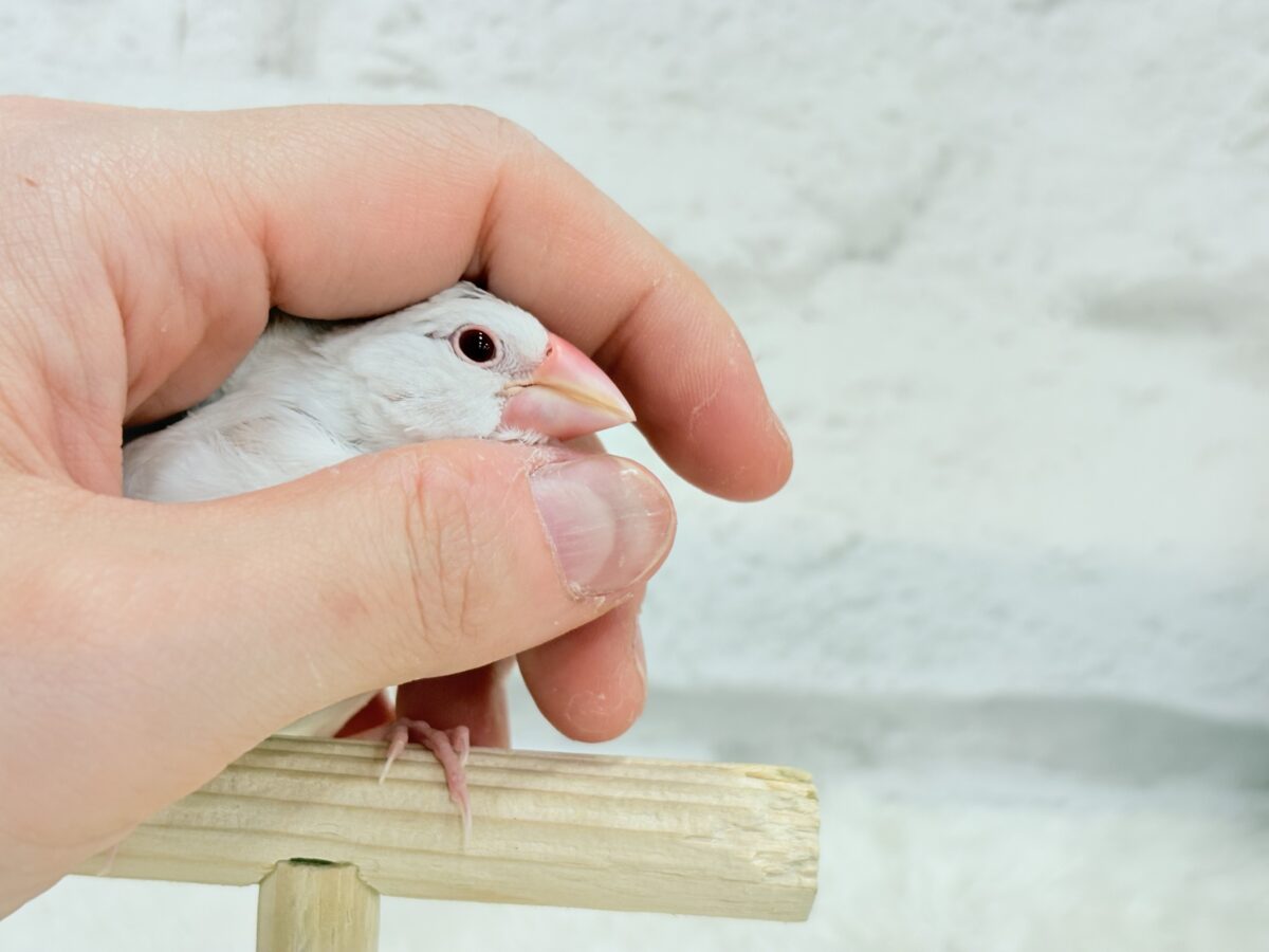 アルビノ文鳥
