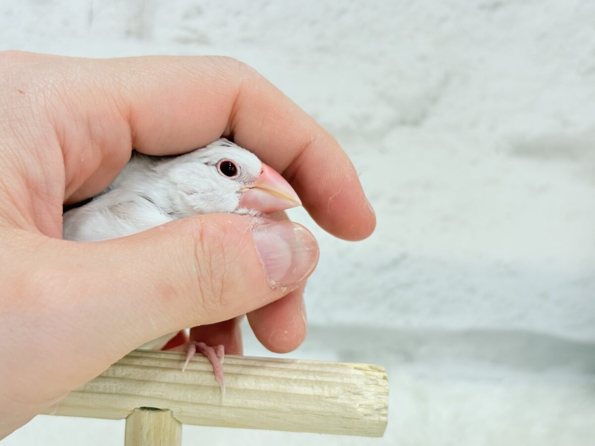 アルビノ文鳥