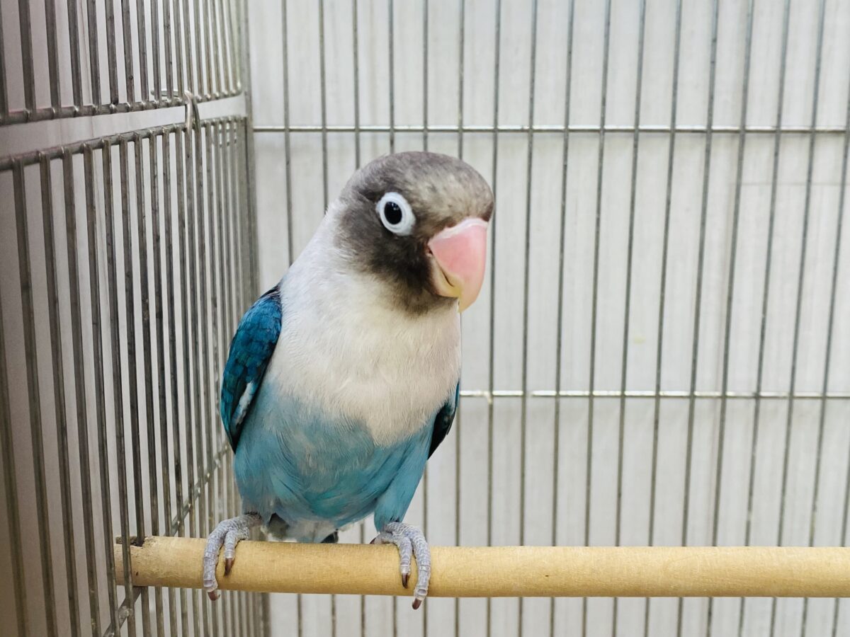 ボタンインコ