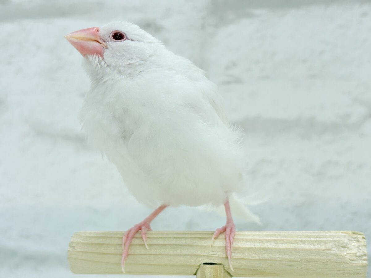 アルビノ文鳥