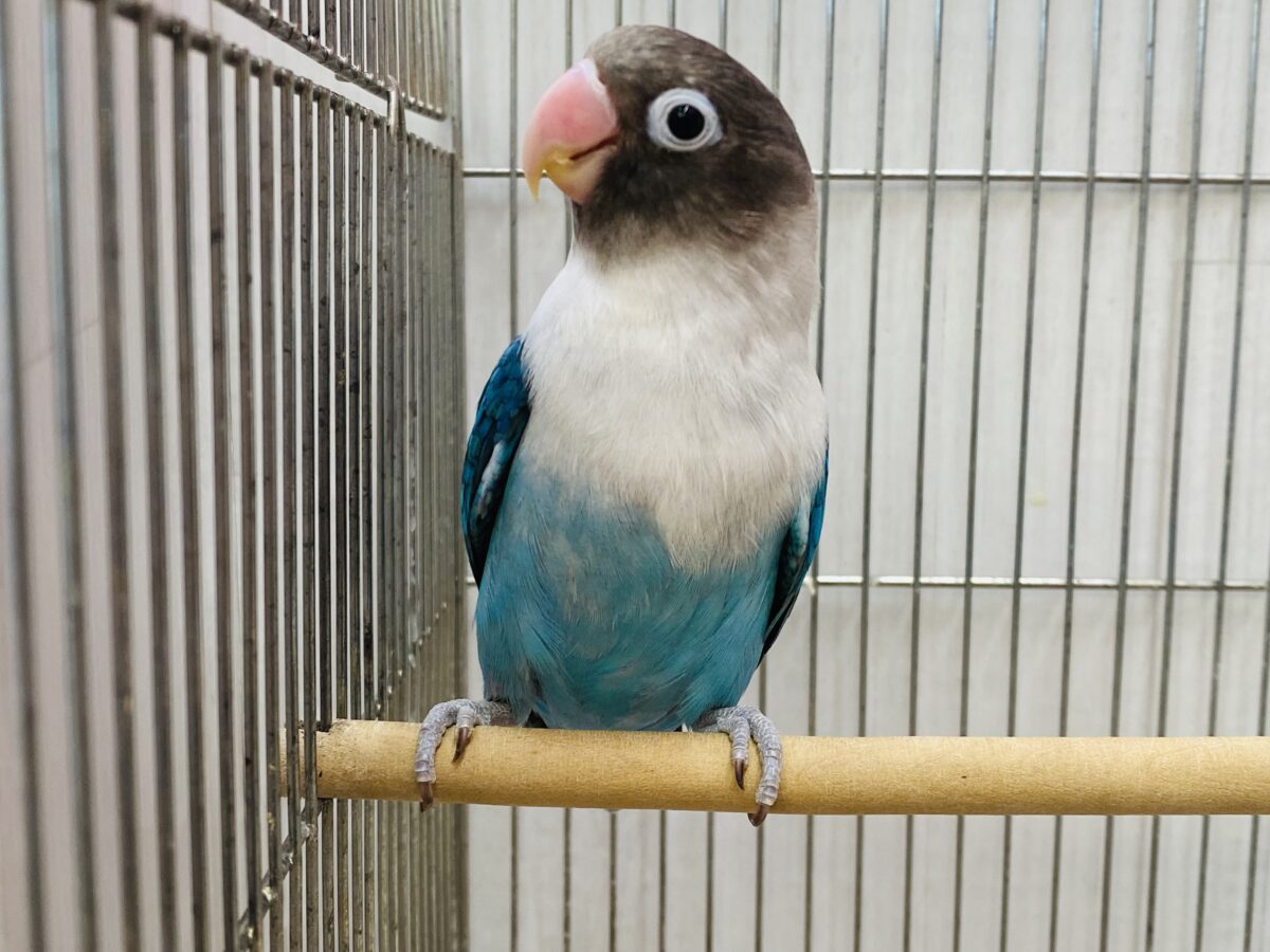 ボタンインコ