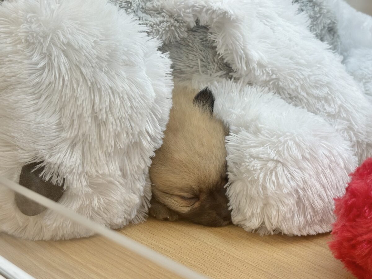 ポメラニアン