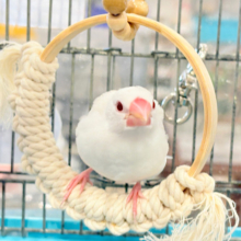 【最新画像更新🪄】透明感が溢れ出る〜🐣🤍アルビノ文鳥 ヒナ