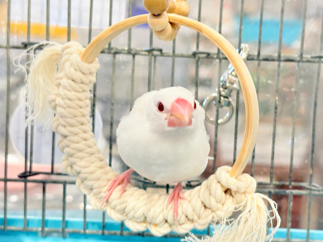 【最新画像更新🪄】透明感が溢れ出る〜🐣🤍アルビノ文鳥 ヒナ