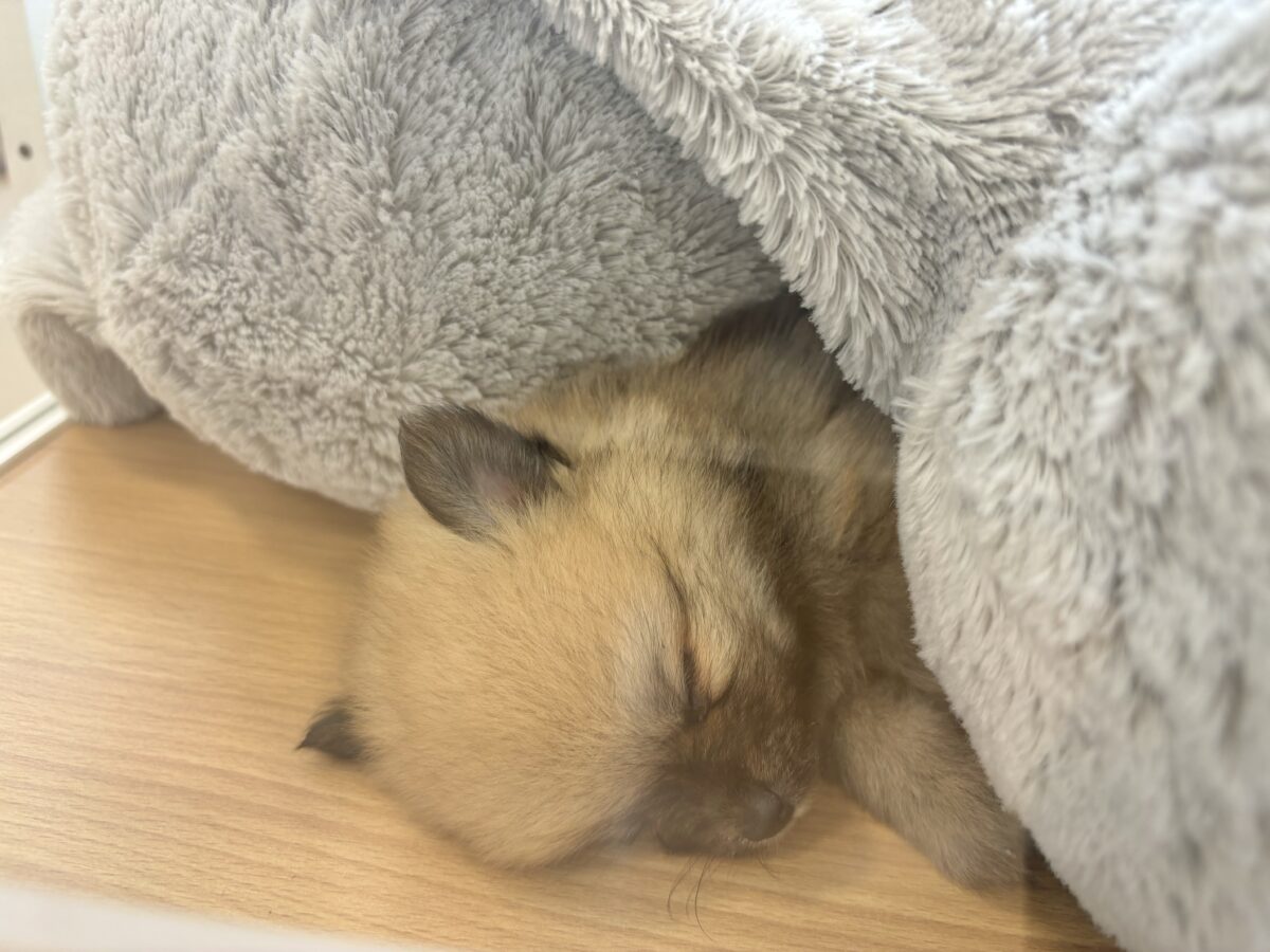 僕の甘ったれを受け止めてぇ〜♡ポメラニアンくん! ポメラニアン
