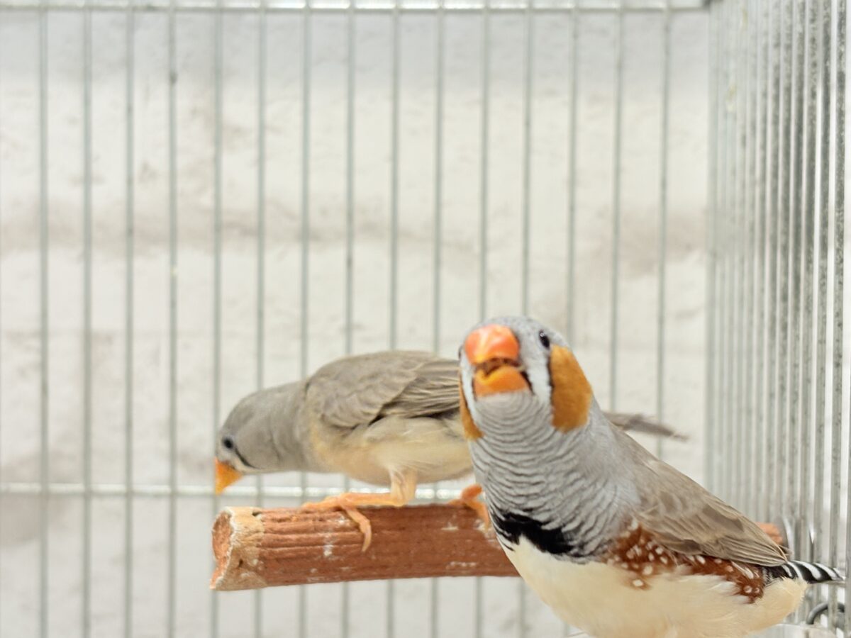 錦花鳥（キンカチョウ）