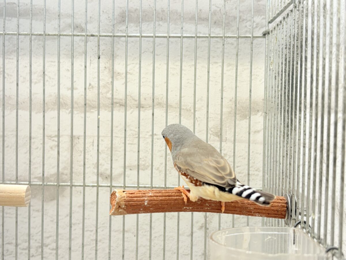 錦花鳥（キンカチョウ）