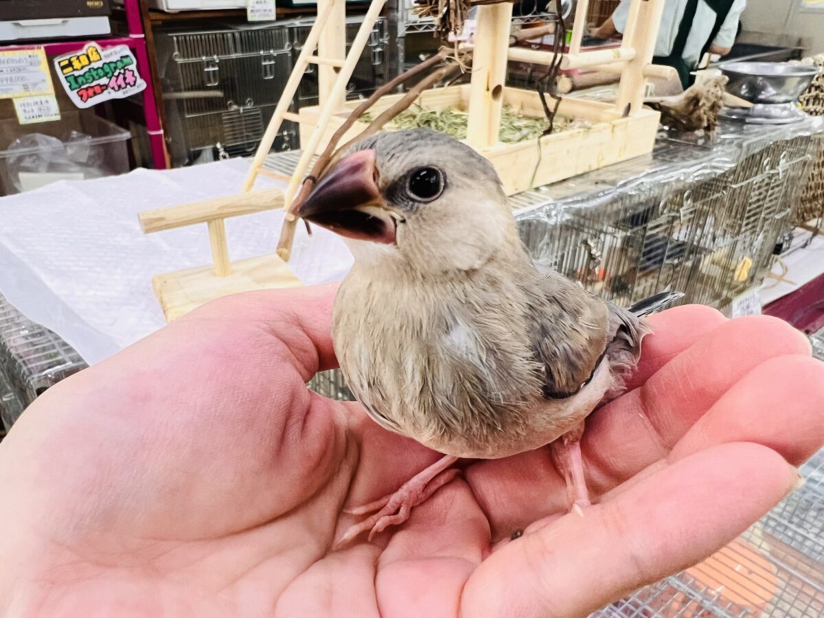 桜文鳥