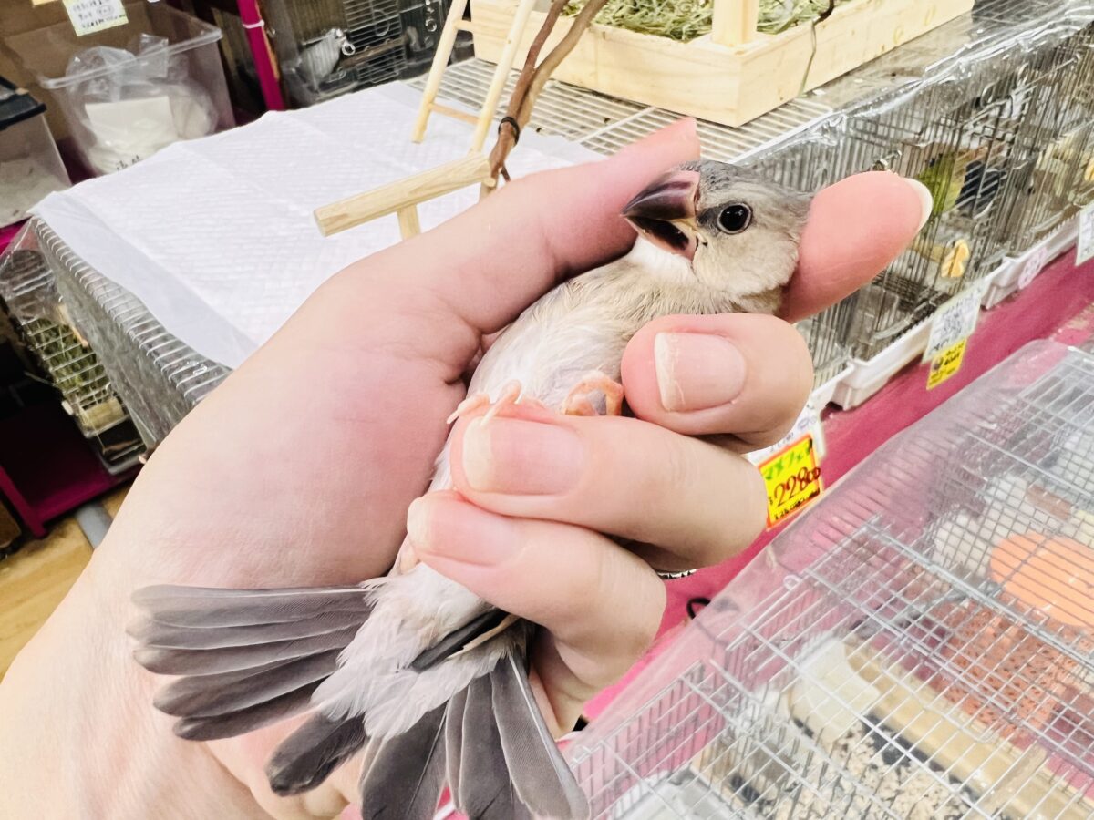桜文鳥
