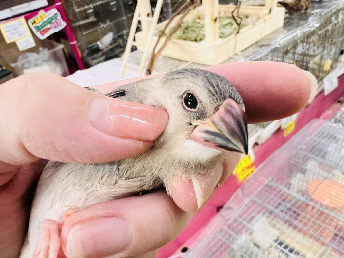 桜文鳥