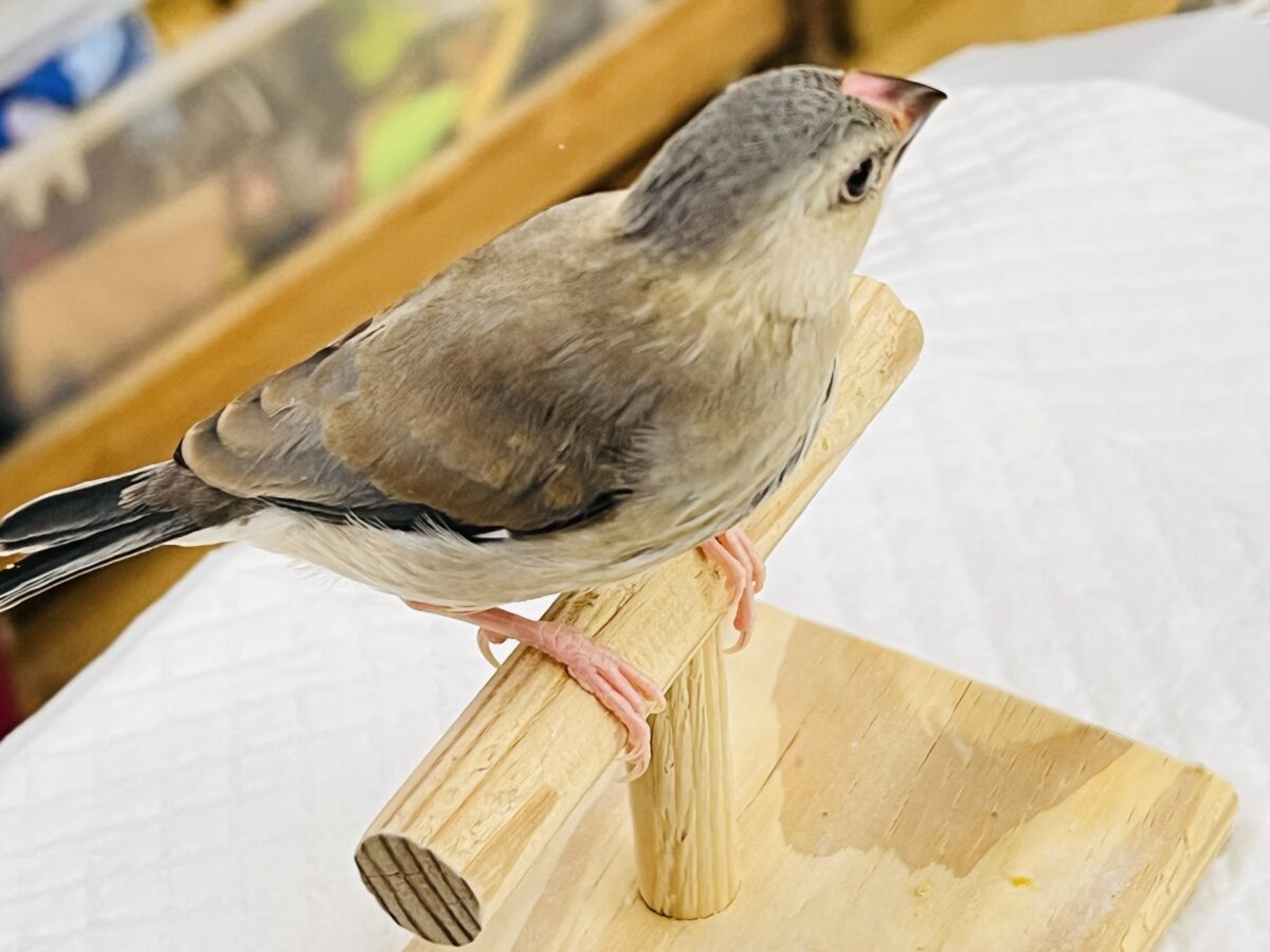 桜文鳥
