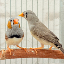 イメージカラーはオレンジ色かな！？🧡キンカチョウ ペア