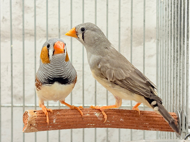 イメージカラーはオレンジ色かな！？🧡キンカチョウ ペア