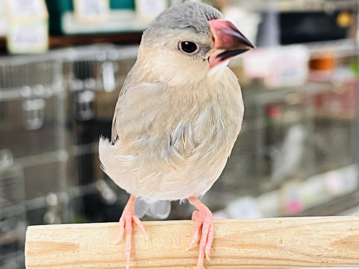 桜文鳥