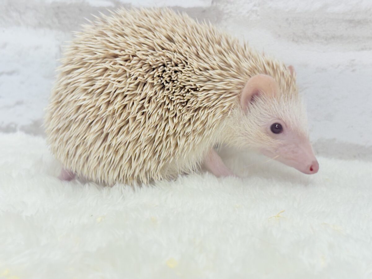 ハリネズミ（ヨツユビハリネズミ）