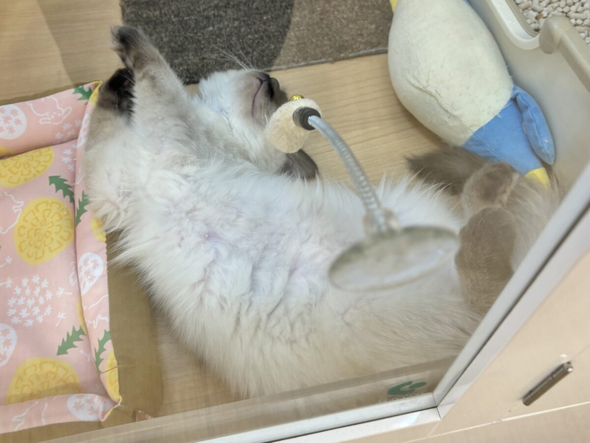 ブリティッシュショートヘア