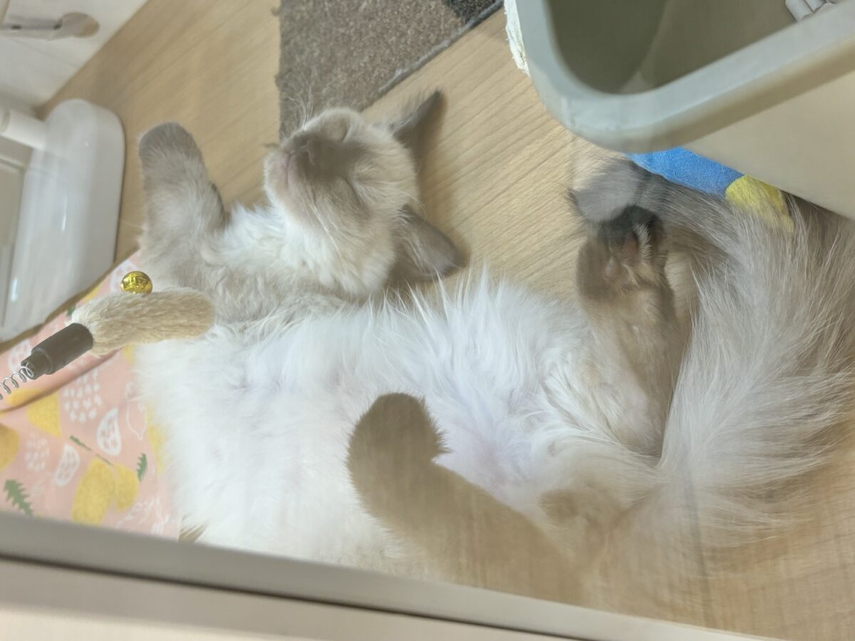 ブリティッシュショートヘア