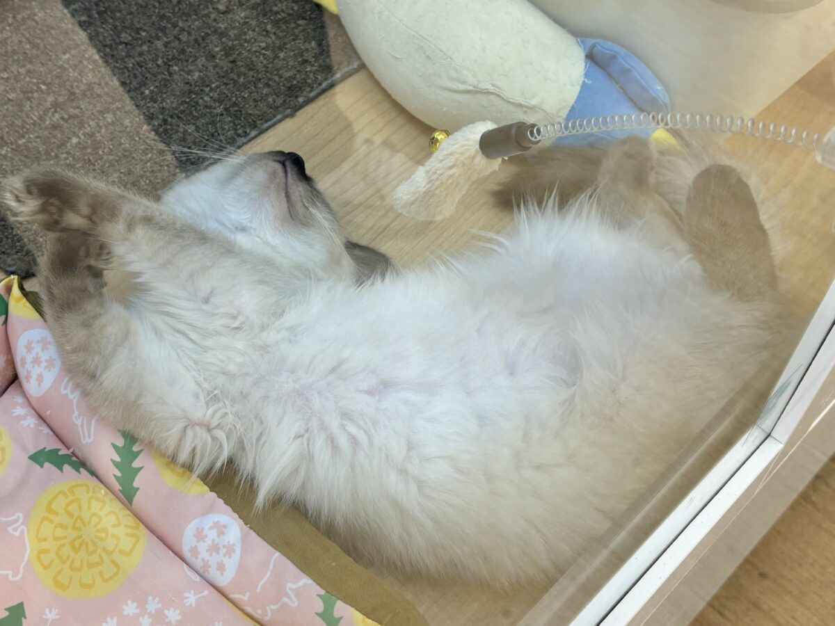 ブリティッシュショートヘア