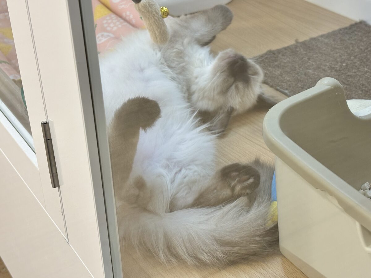 ブリティッシュショートヘア