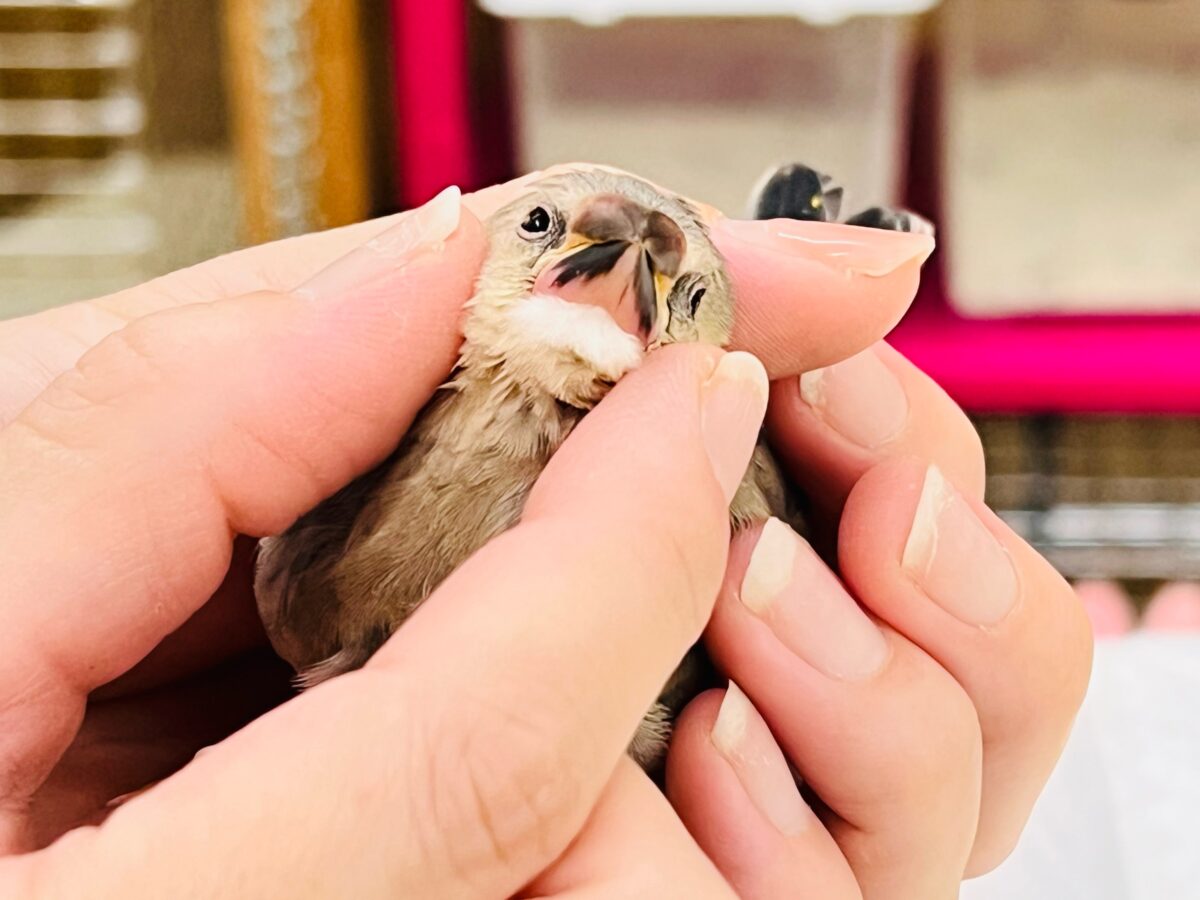 桜文鳥