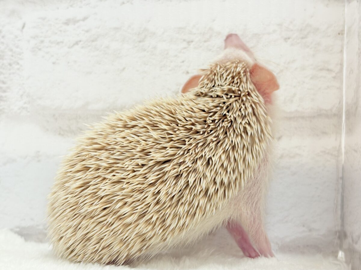 ハリネズミ（ヨツユビハリネズミ）