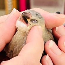 画像更新☆ほのほのイケメン〜✨❓キリッとお顔の桜文鳥🌸