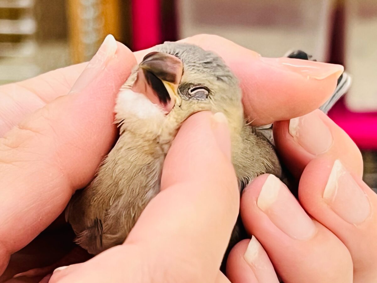 画像更新☆ほのほのイケメン〜✨❓キリッとお顔の桜文鳥🌸