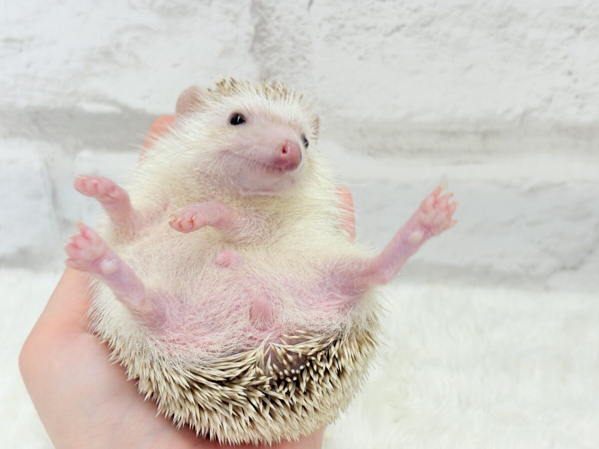 ハリネズミ（ヨツユビハリネズミ）