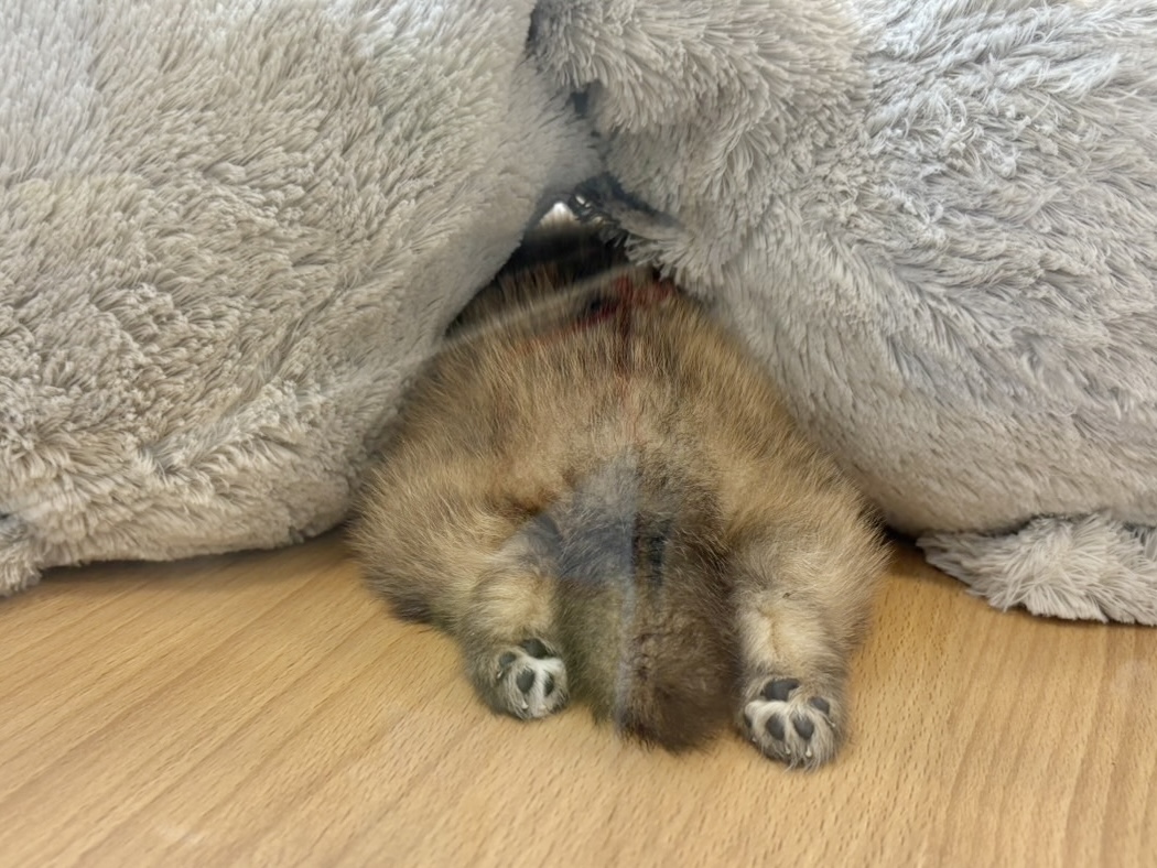 ポメラニアン