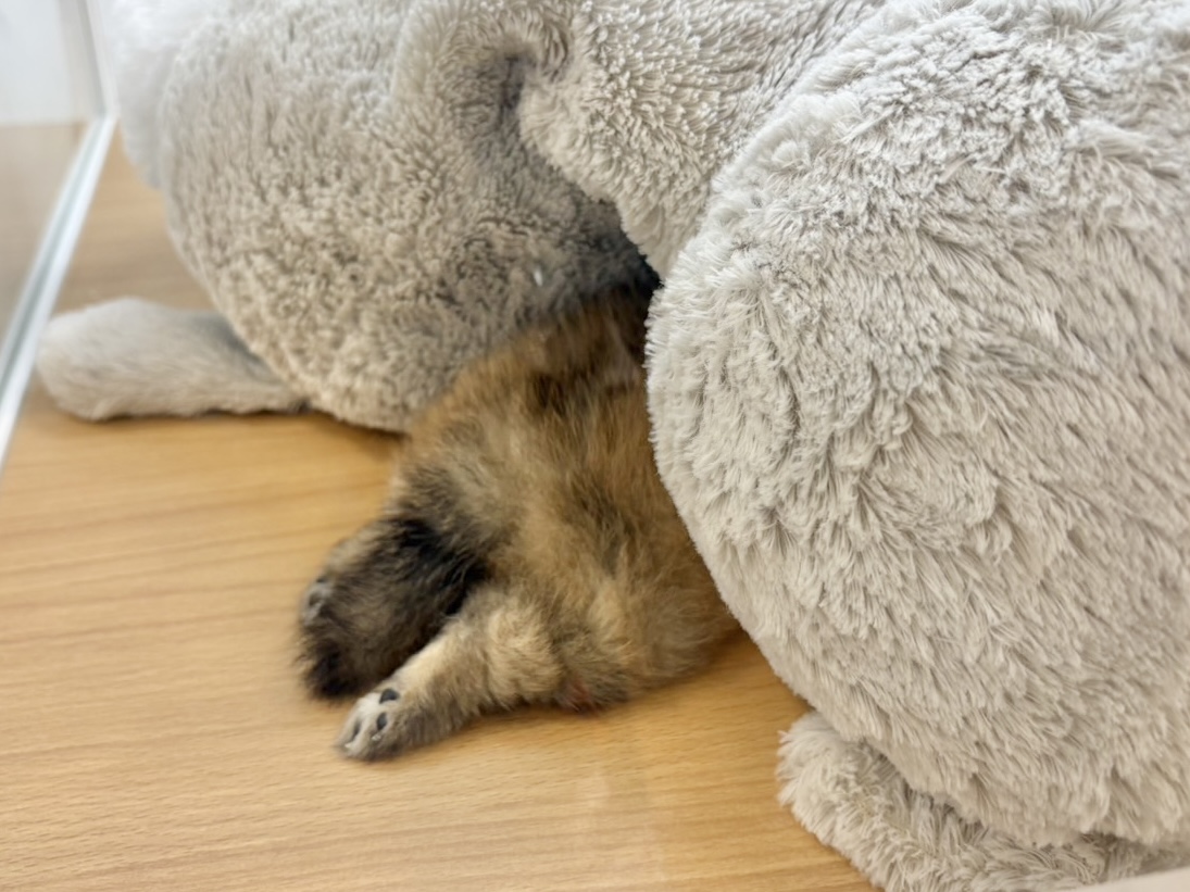 僕の甘ったれを受け止めてぇ〜♡ポメラニアンくん! ポメラニアン