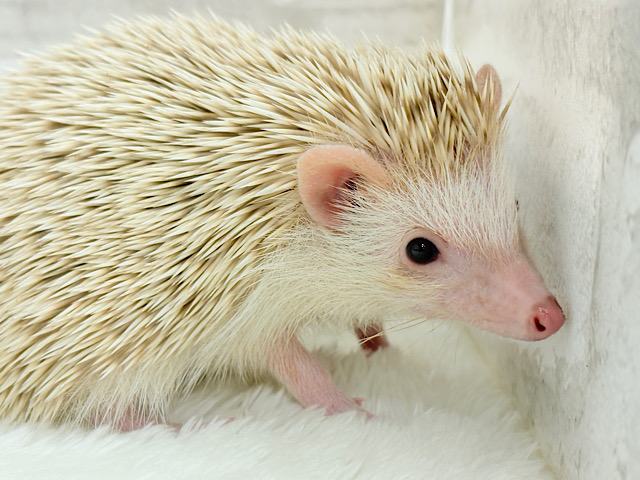 僕の冒険は始まったばかり🦔𓂃 ⸒⸒ ⸒⸒ハリネズミ(シナモン) 男の子
