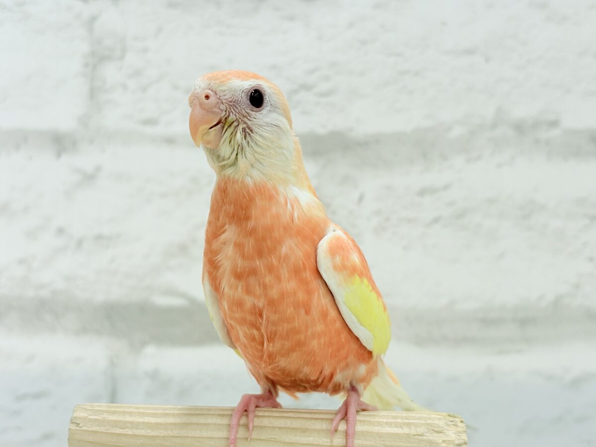 アキクサインコ（秋草インコ）