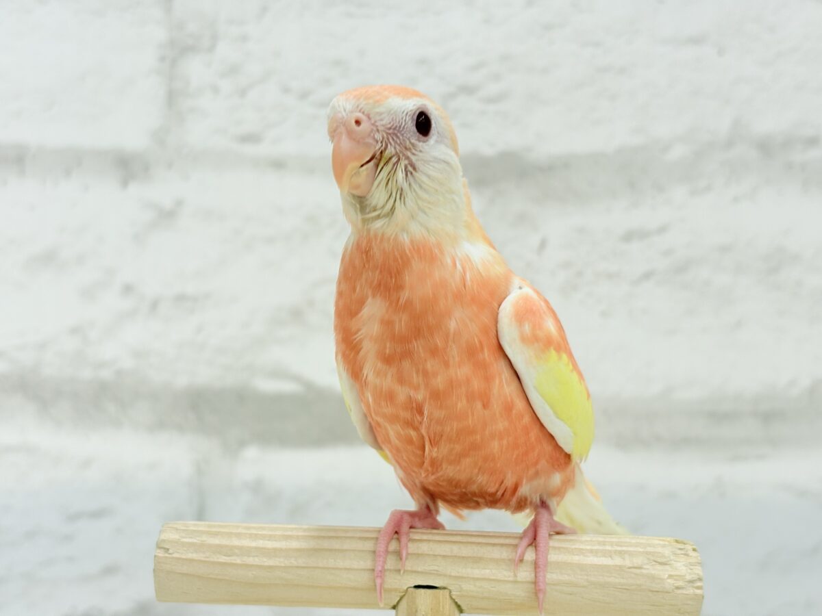 アキクサインコ（秋草インコ）