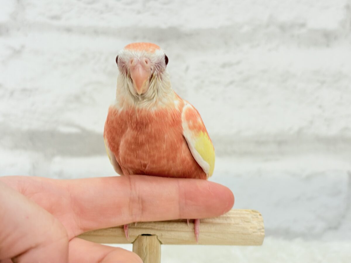 アキクサインコ（秋草インコ）
