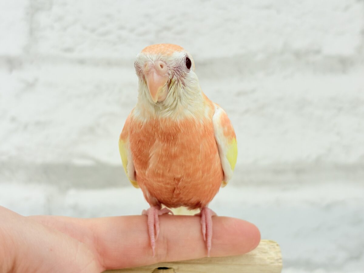 アキクサインコ（秋草インコ）