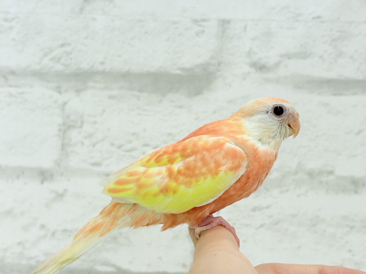 アキクサインコ（秋草インコ）