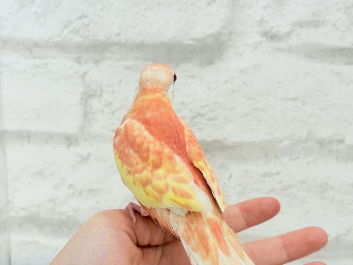アキクサインコ（秋草インコ）