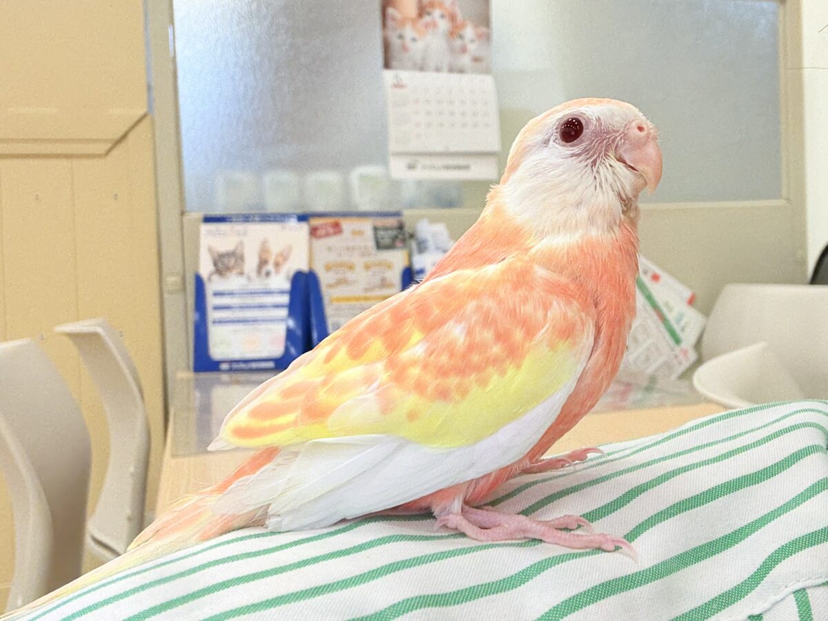 アキクサインコ（秋草インコ）