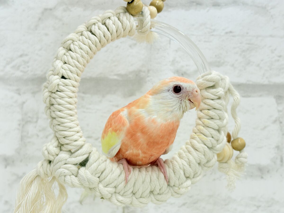 アキクサインコ（秋草インコ）